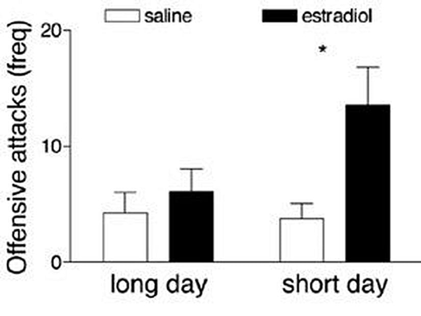 Estradiol hormonunun saldırganlık üzerine etkisi günün uzunluğuna göre değişmektedir. Farelere dışarıdan estradiol verilmesi kış mevsimi gibi kısa günlerde on beş dakika içerisinde saldırganlığı arttırırken, yaz gibi uzun günlerde etki göstermemektedir. (2010 Nature Education)