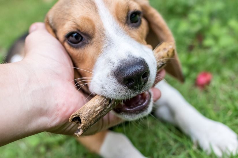 Oyun oynamak isteyen bir köpek.