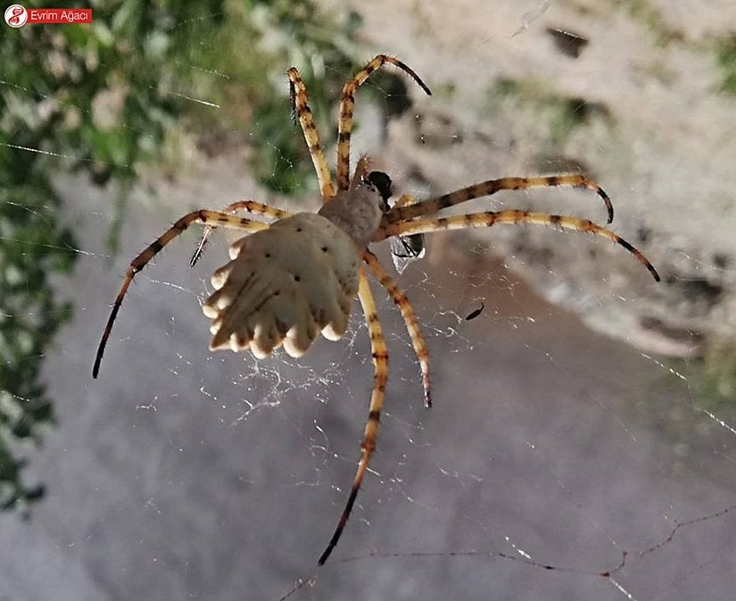 Abdomenin loplu/tırtıklı köşeleri oldukça ihtişamlı.