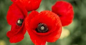 May 8 Marks Remembrance And Reconciliation Day