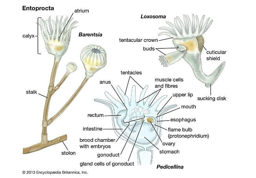 Entoprocta (İç Anüslüler) hayvanlarının anatomik görüntüsü.