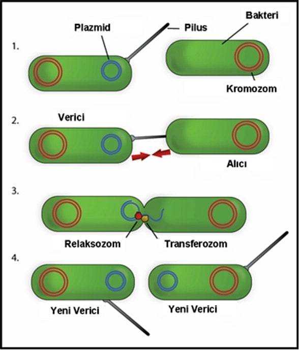 Bakteri Konjugasyonu