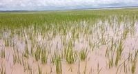 Farmers Cry For Help As Floods Destroy Rice Farms In Kebbi