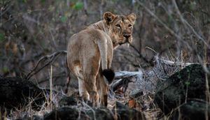 Alarming Mortality Rates Among Asiatic Lions And Leopards