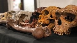 Təkamül üçün bir dəlil varmı? Təkamül üçün sübutlar nələrdir?