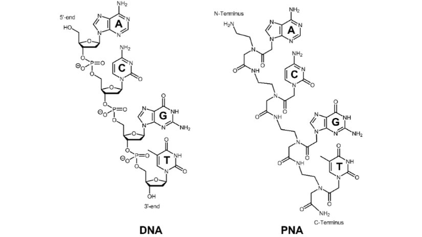 Şekil 6. DNA ve PNA