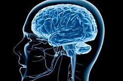 İnsan beyni ile ilgili önerebileceğiniz kitaplar var mı?