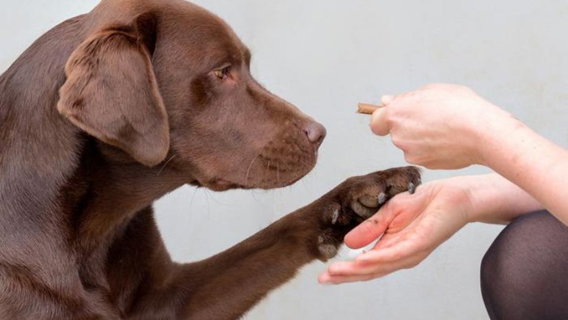 İnsanları Obez Yapan Genler Köpeklerde de Keşfedildi!