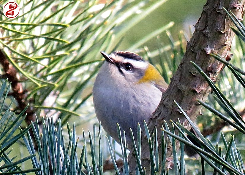 Yetişkin birey, Karasu, Sakarya.