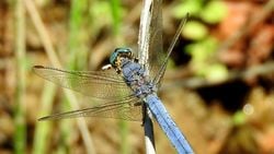 Güney çalıbakiresi (Orthetrum brunneum)