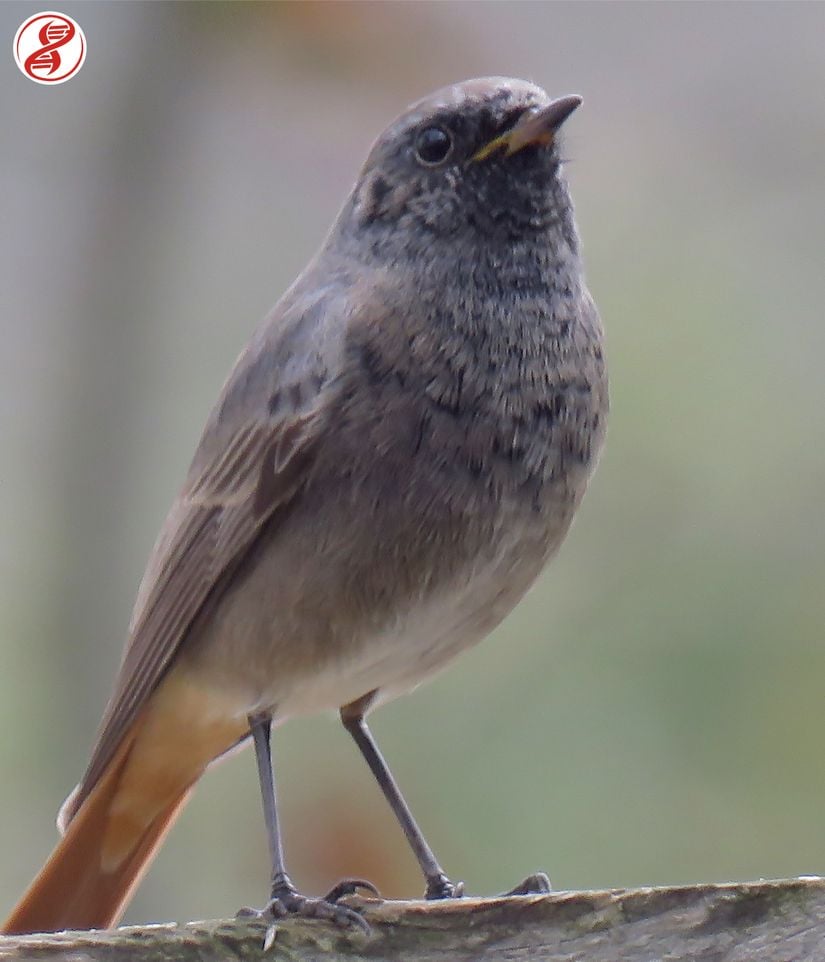 Kara kızılkuyruk (Phoenicurus ochruros), Sakarya.