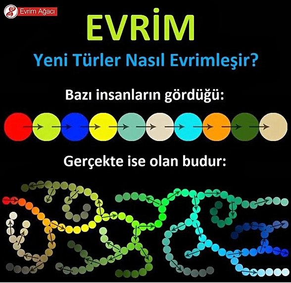 Yeni türler nasıl evrimleşir?