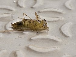 Bu canlının türü ne?