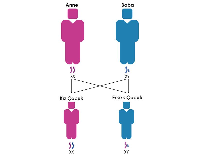 Erkek ve Dişi cinsiyetlerinin kromozomlarla ilişkisi...