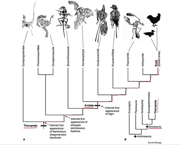 Dinozorların evrim agacı