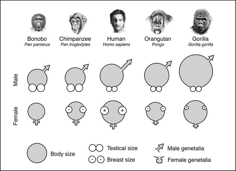 Farklı primatlarda vücut büyüklüğüne göre testis, penis, vajina ve meme büyüklüğü kıyaslaması. Vücut büyüklükleri gri yuvarlaklarla gösterilmektedir. Göreli penis büyüklüğü sağ üst köşeden çıkan oklarla, testis büyüklüğü "erkek (male)" satırında gri yuvarlakların altındaki beyaz yuvarlaklar ile, meme büyüklüğü "dişi (female)" satırındaki içi noktalı yuvarlaklarla, vajina genişliği ise en alttaki artı işareti şekliyle gösterilmektedir.