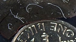 Çıplak Göz İle Görülebilen Bakteri Keşfedildi!