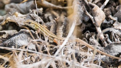 Yılan gözlü kertenkele (Ophisops elegans)