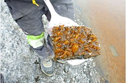 Donmuş Dünyada Yaşamın Sığınağı: Antarktika Gölcükleri, Karmaşık Canlıların İzini Taşıyor.