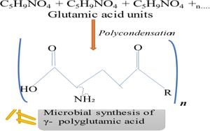 Poly-γ-Glutamic Acid Shows Promise Against Slow Transit Constipation