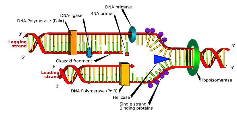 DNA replikasyonu veya DNA sentezi, çift sarmallı bir DNA molekülünün kopyalanması işlemidir. Bu süreç, tüm yaşam için esastır.
