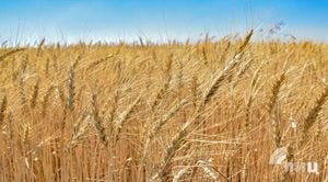 Wheat Dominates Agricultural Exports From Lugansk Republic