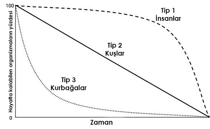 Görsel 2. Organizmalar habitatlarına uyum sağlamış üreme stratejileri kullanırlar. Bu grafikte karşılaştırılan türlerden insanlar, Tip 1 olarak bilinen sağkalım eğrisine sahiptir. Tip 1 canlıların yavrularının büyük çoğunluğu yetişkinliğe ulaşır ve nesiller arası süreleri oldukça uzundur. Bunun tam karşıtı olan örneği (Tip 3) ise kurbağalar ortaya koyar. Bu tipte, yavruların çok az bir kısmı hayatta kalırken hayatta kalanlar hızlı bir şekilde yetişkinliğe ulaşır ve hemen çok sayıda yavru üretirler. Kuşlar ise bu iki tipin arasına denk gelen bir strateji kullanır (Tip 2). Görsel: Ray Husthwaite