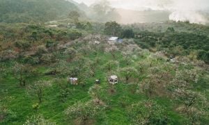 Spring Blossoms And Community Spirit Thrive In Vietnam