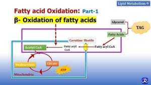 New Protein Complex Revealed To Enable Fatty Acid Transfer