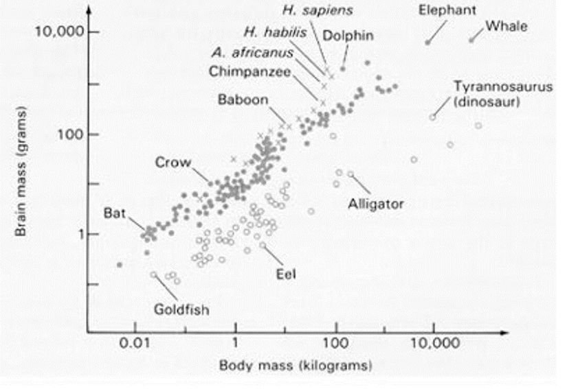 Bir diğer örnek... Bu defa ortalama özellikle bir çizgiyle gösterilmemiştir. Ancak genel olarak yarasa, karga, babun, Australopithesinler (modern insanların ilk insansı ataları), Homo türleri, yunuslar, filler ve balinalar bariz olarak ortalamanın üzerinde; Japon balığı, yılan balıkları, timsahlar, T-rexler bu ortalamanın altındadırlar.