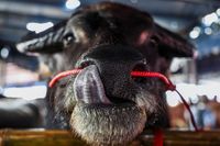 Thailand holds beauty pageants and races to celebrate this humble farm animal