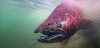 Lawsuit seeks overdue federal decision on ESA protections for Alaskan Chinook salmon in peril - theOrcasonian.com