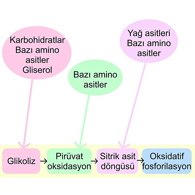 Karaciğer ve kaslardan gelen glikojen, yağlarla birlikte karbohidratlar için katabolik yolaklara beslenebilir.