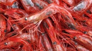 India Battles US Tariffs With New Export Markets