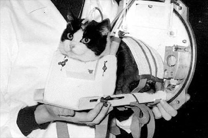 Félicette üzerinde yapılan testler.