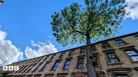 Tree of the Year 2025: Glasgow's Argyle Street Ash wins award