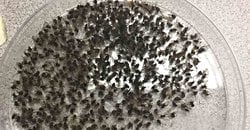 Fazla beklemiş çöplerin içinde neden küçük sinekler oluşur?