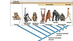 Tarsiyerler (Tarsiiformes)