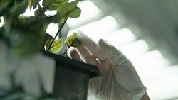 NASA Çöle İnen Bir Asteroit Örneğini Almak İçin Nasıl Hazırlandı?