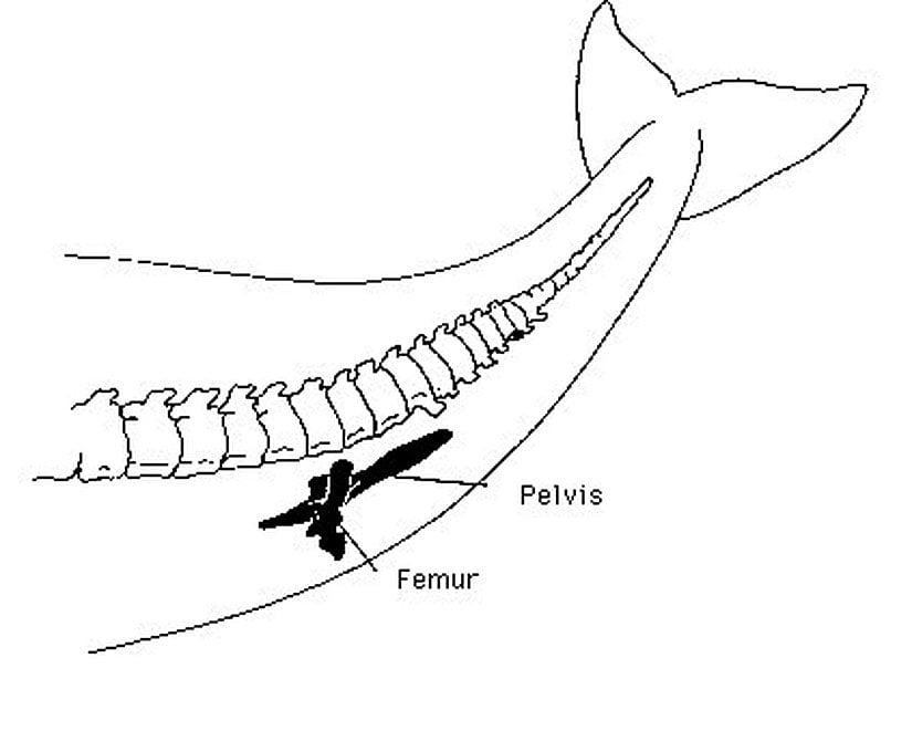 Balina Bacak Kalıntısı (Şematik)