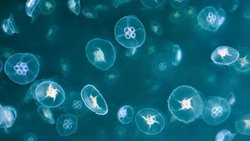 Ay denizanası (Aurelia aurita)