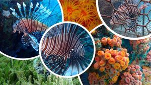 Study Shows Lionfish Have Not Harmed Barbados Reef Ecosystem