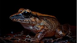 Amfibiler Kendilerini Savunmak İçin İnsanların Duyamayacağı Çığlıklar Atıyor!