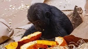 Calgary Zoo Suffers Heartbreaking Loss Of Baby Gorilla Eyare