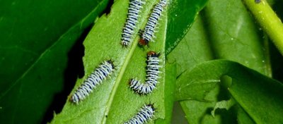 İmparator Tırtılı ve Şaşırtma Taktiği