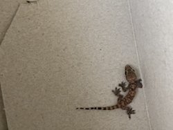 Görseldeki hayvan semender midir?