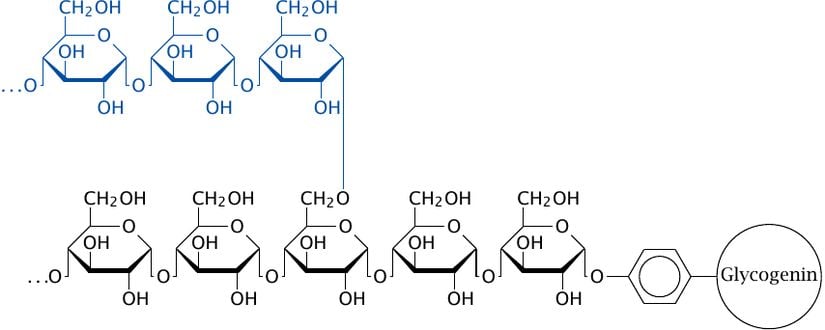 Glikoz molekülleri zincirleme bir şekilde birbirine bağlanarak glikojen oluşturabilirler.