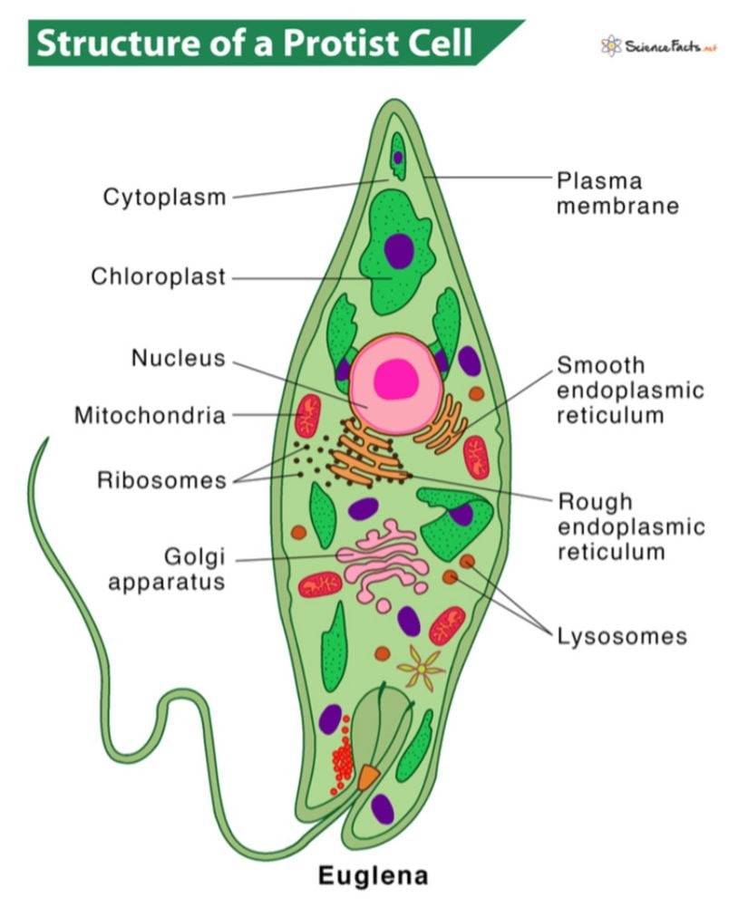 Bir protist hücresinin yapısı