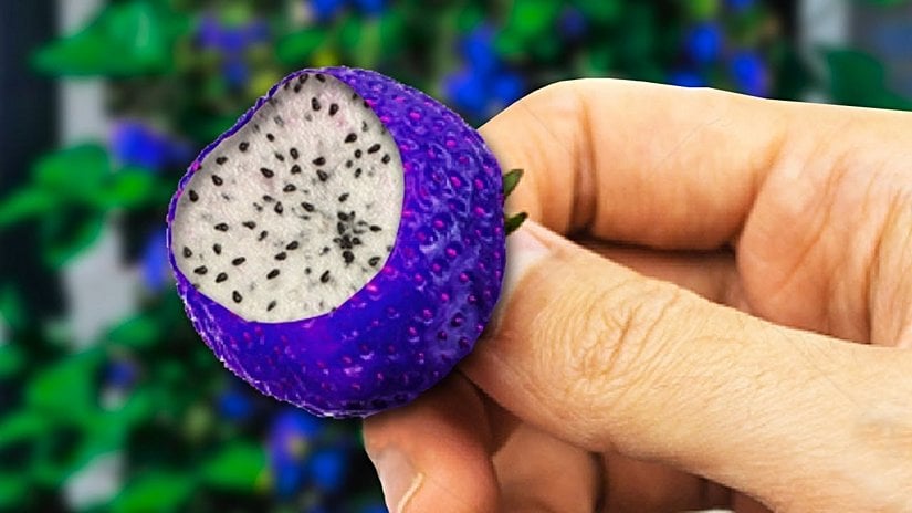 GDO ile üretilmiş bir çilek-pitaya hibridi