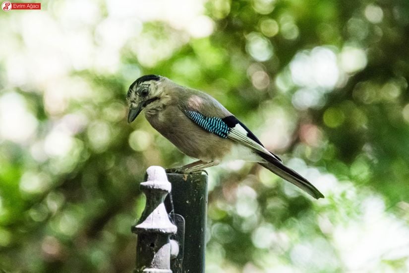 Kafa tepesindeki siyah tüyler, Garrulus glandarius atricapillus alt türü olduğunu gösteriyor.